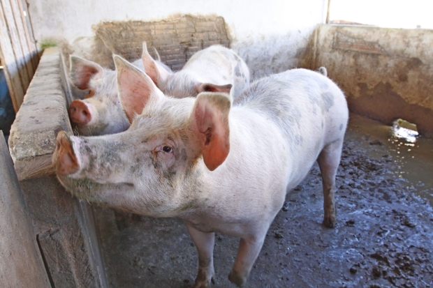 A produção anual de carne suína em Santa Catarina gira em torno de 850 mil toneladas.